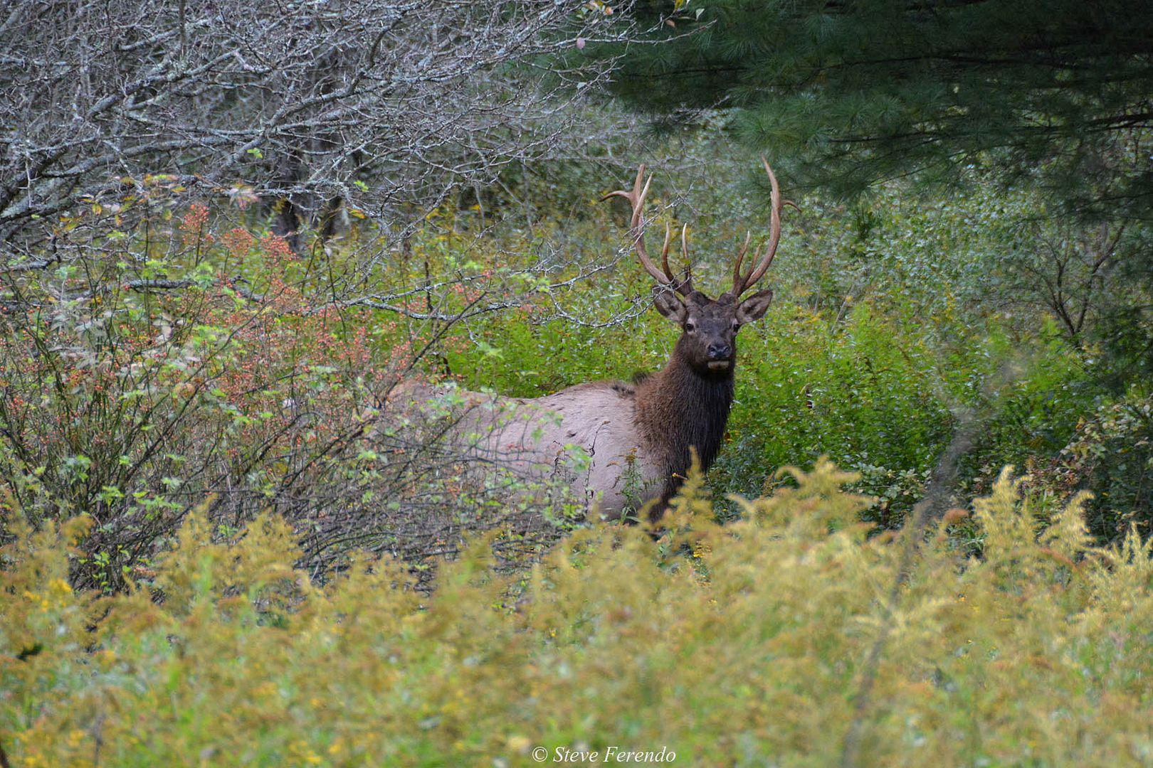 "Natural World" Through My Camera Pennsylvania Elk Range, Day 5